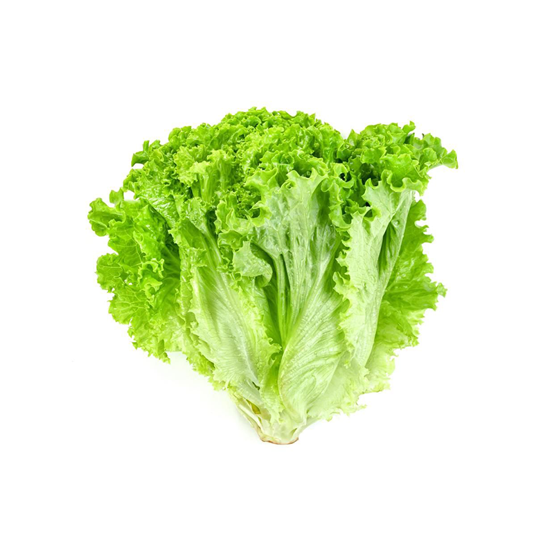 Laitue frisée verte